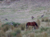 horse_and_roos02