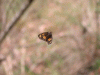 moth_in_web