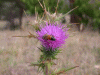 pink_thistle_bee