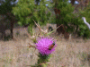 pink_thistle_bee02