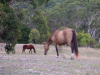 two_legged_horse