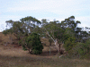 bushland02