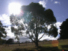 glare_tree