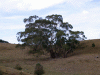 trees01